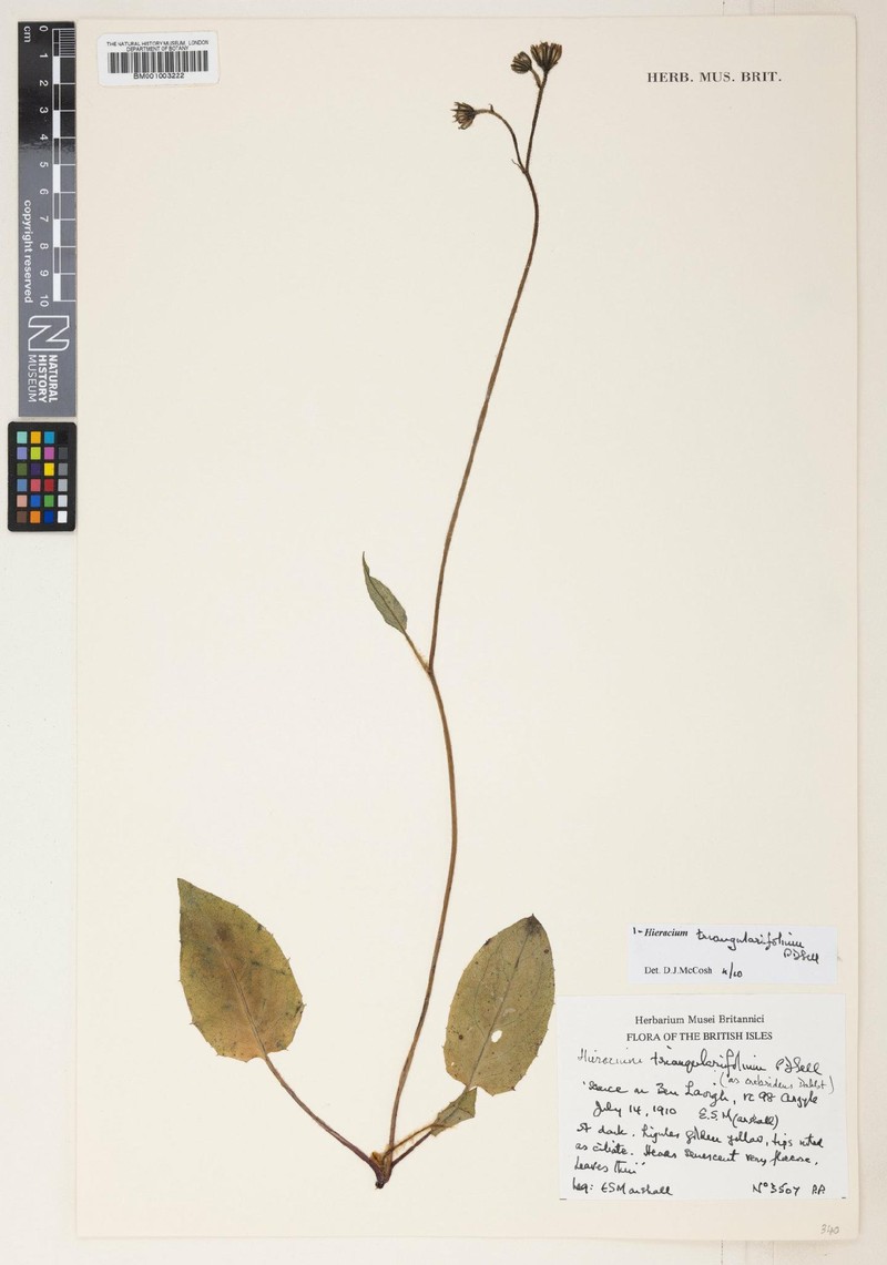 Hieracium triangularifolium