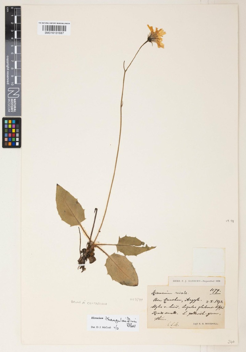 Hieracium triangularifolium photo 2