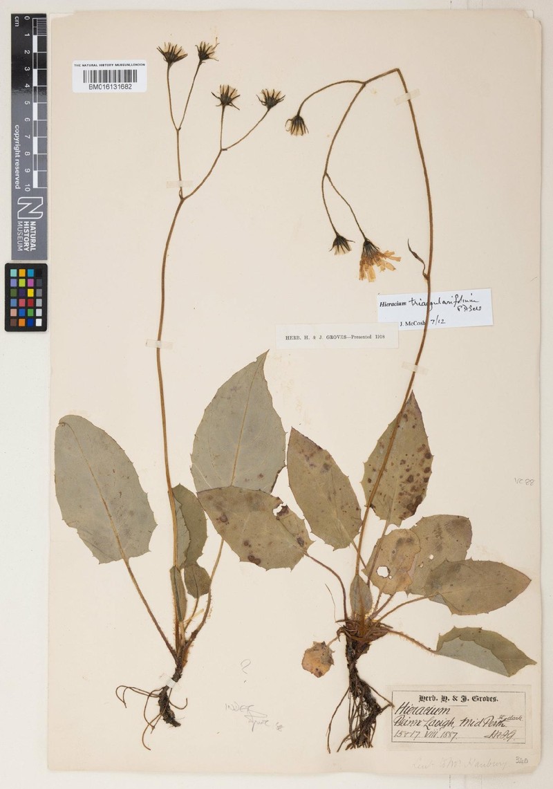 Hieracium triangularifolium photo 3