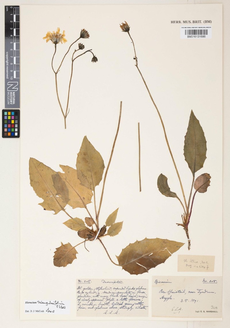 Hieracium triangularifolium photo 4