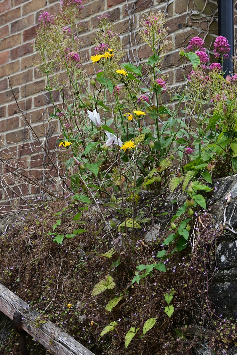 Hieracium trichocaulon