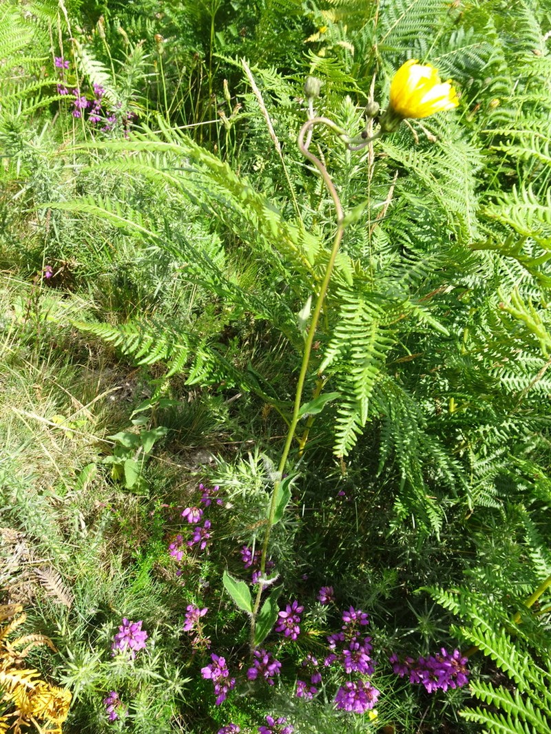 Hieracium trichocaulon photo 2