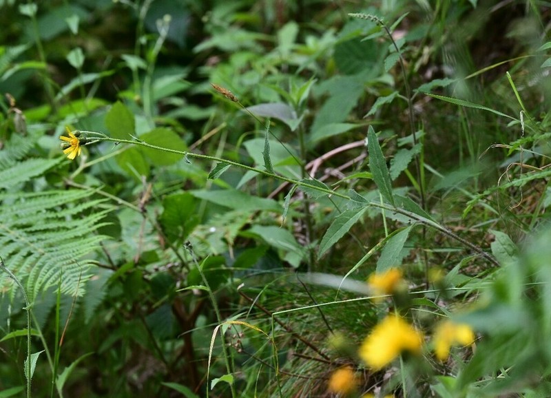 Hieracium trichocaulon photo 3