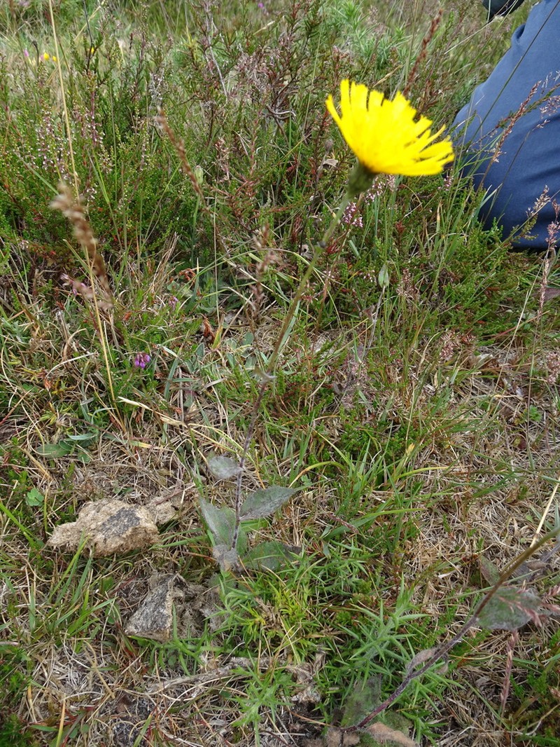 Hieracium trichocaulon photo 4
