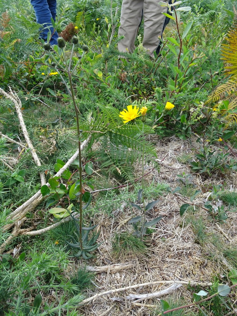 Hieracium trichocaulon photo 5