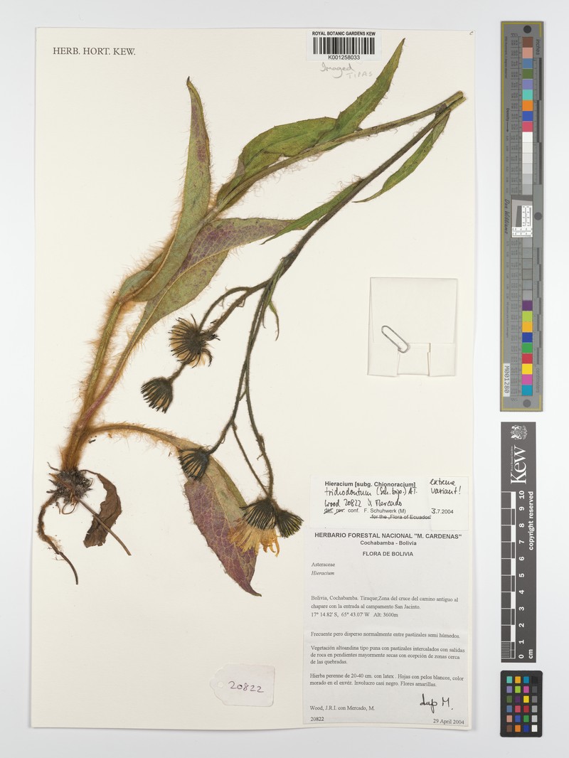 Hieracium trichodontum