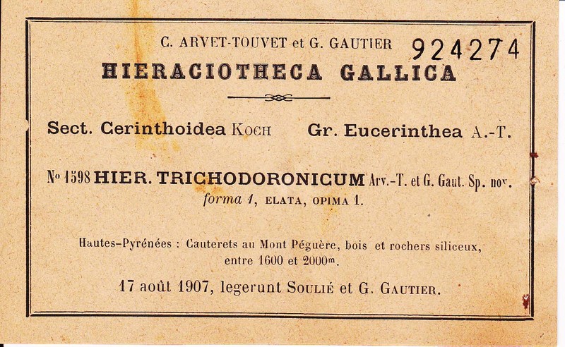 Hieracium trichodoronicum photo 4