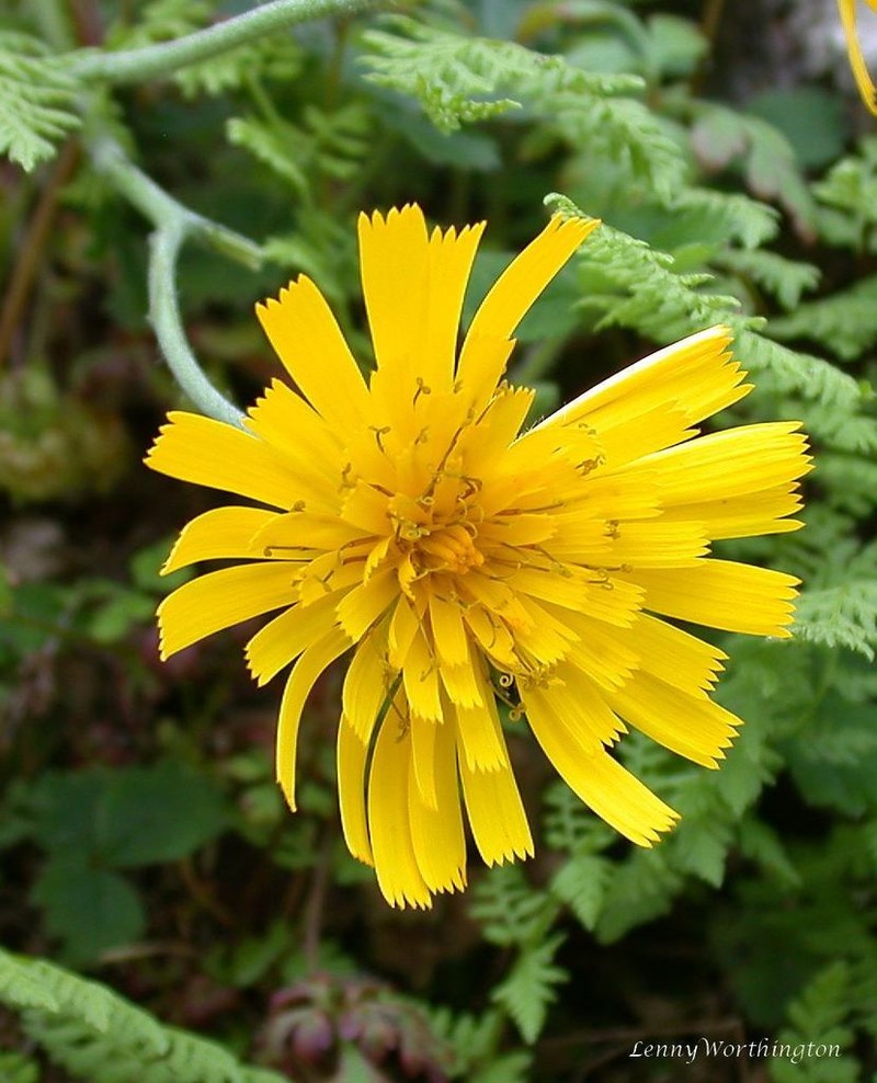 Hieracium tricolorans photo 2