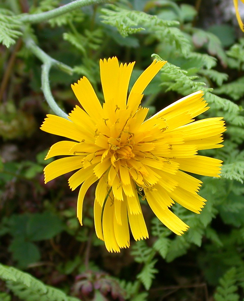 Hieracium tricolorans