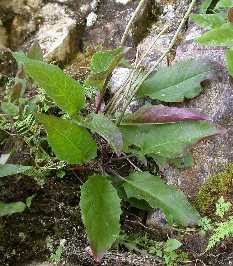 Hieracium tricolorans photo 3