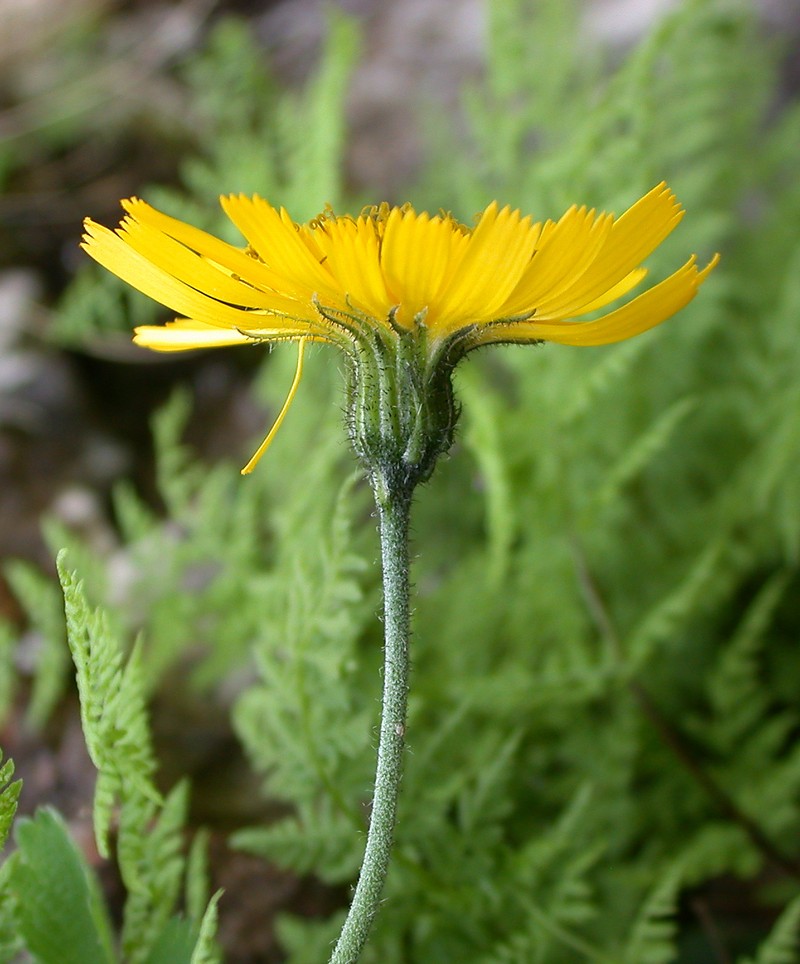 Hieracium tricolorans photo 4