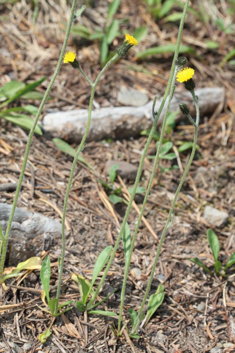 Woolly Hawkweed