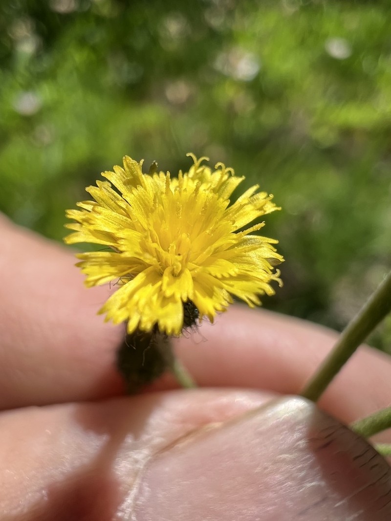 Slender Hawkweed