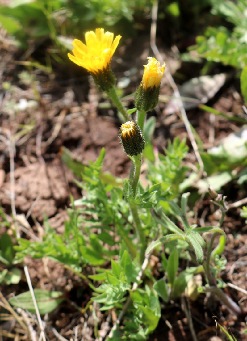 Slender Hawkweed photo 2