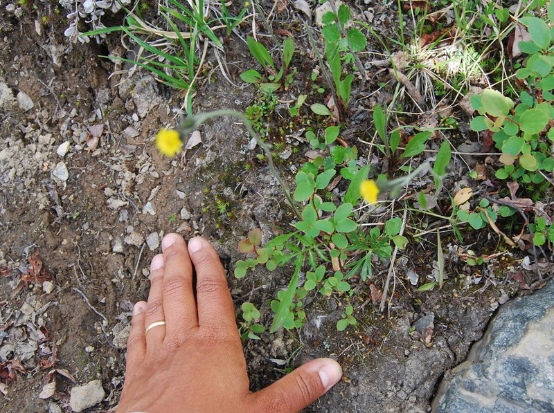 Slender Hawkweed photo 4