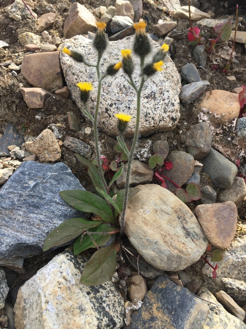 Slender Hawkweed photo 5
