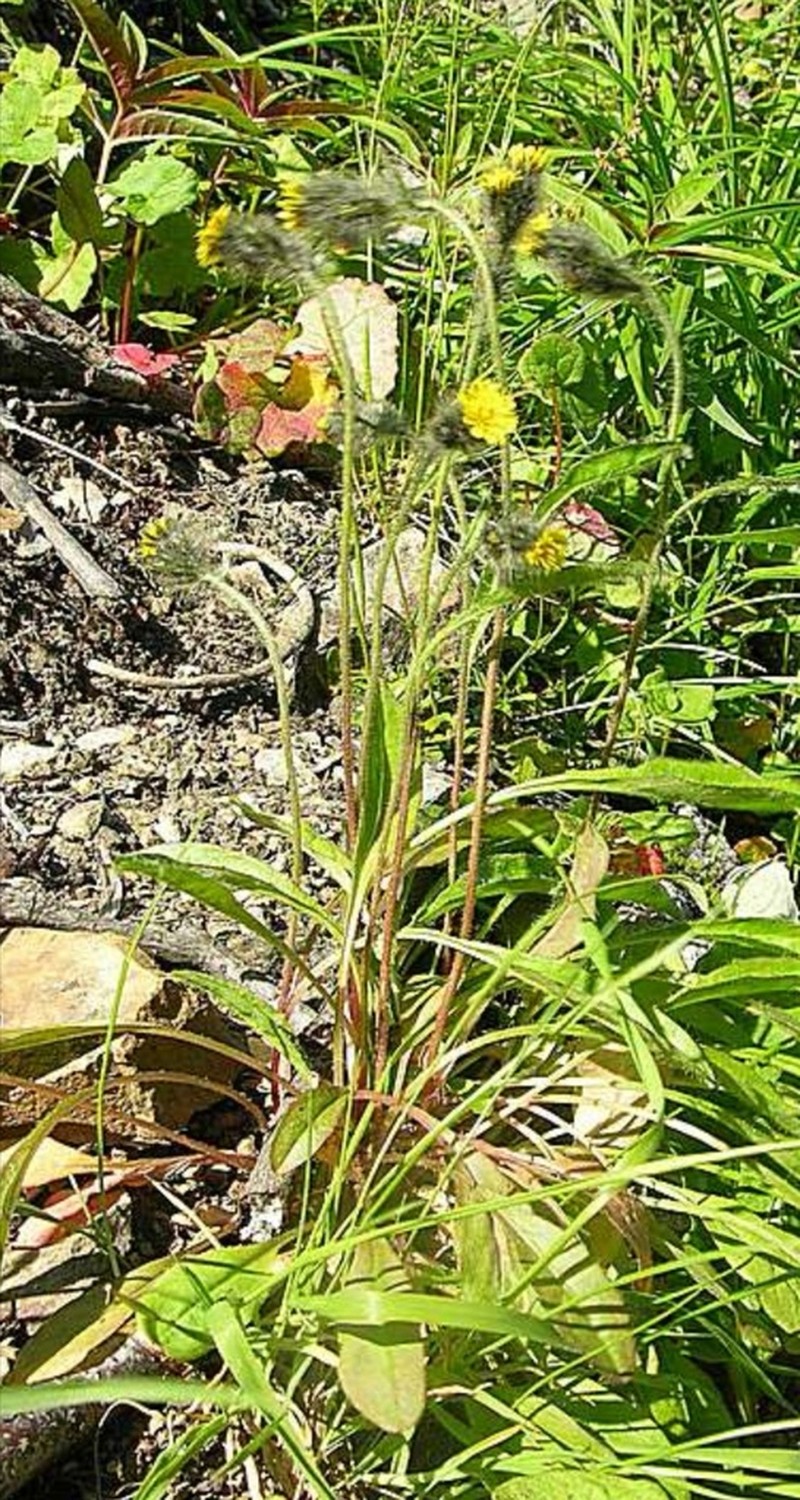 Slender Hawkweed photo 7