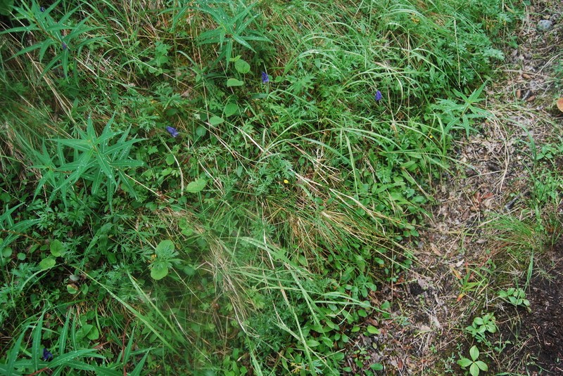 Woolly Hawkweed photo 3