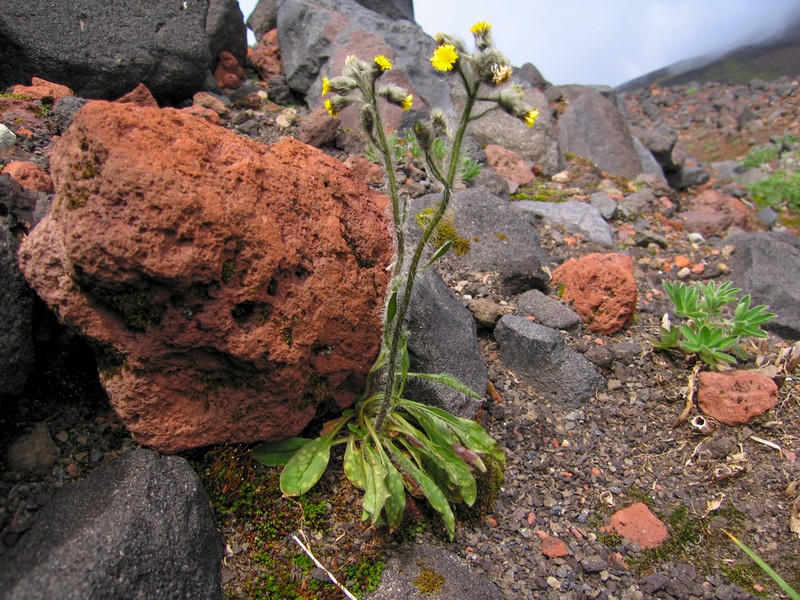 Woolly Hawkweed photo 6
