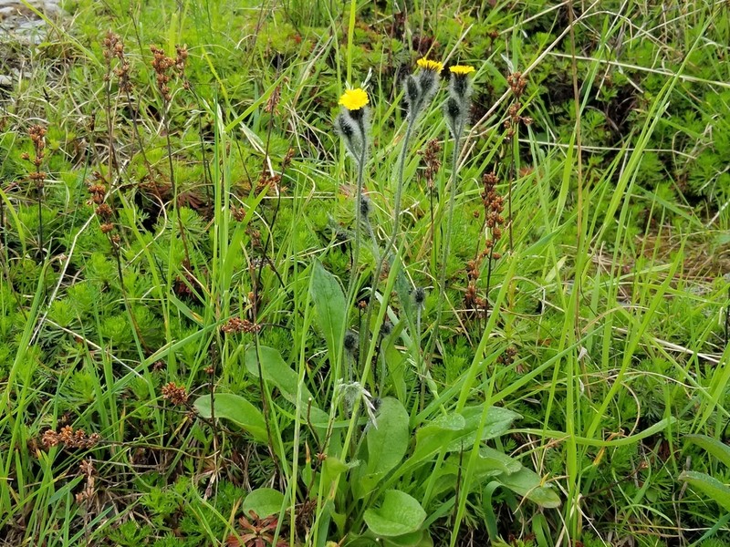 Woolly Hawkweed photo 8