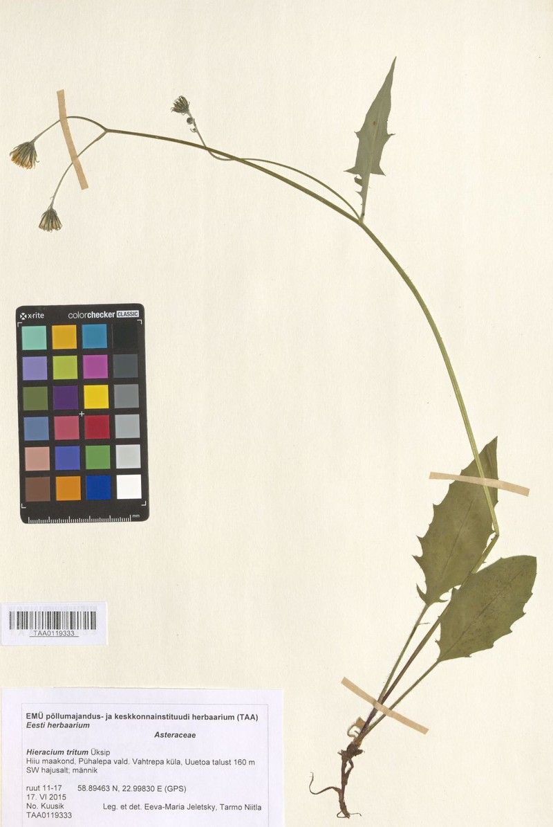 Hieracium tritum