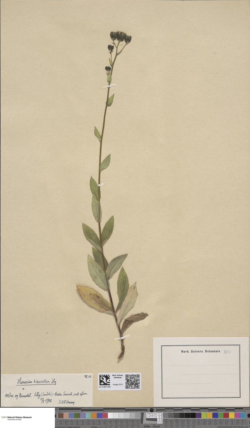 Hieracium truncatum