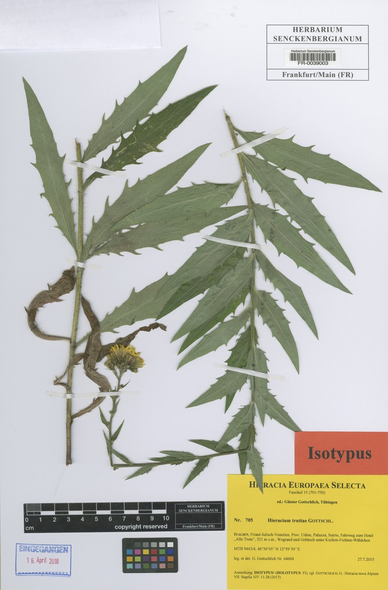 Hieracium truttae