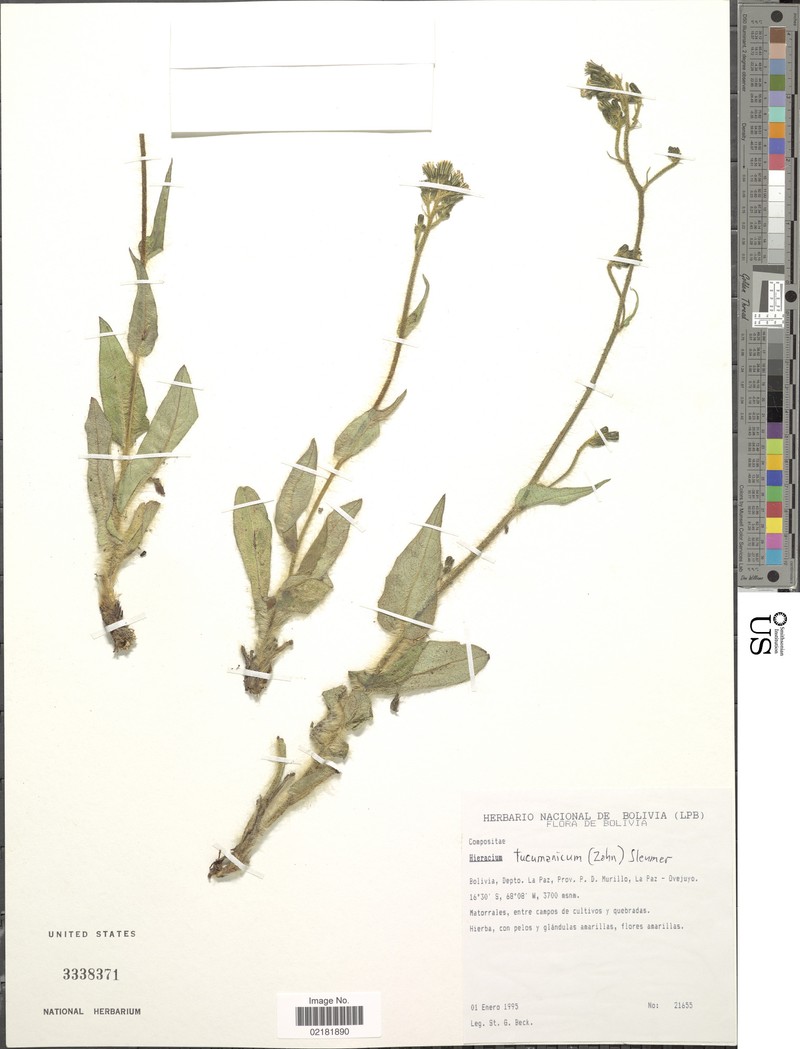 Hieracium tucumanicum