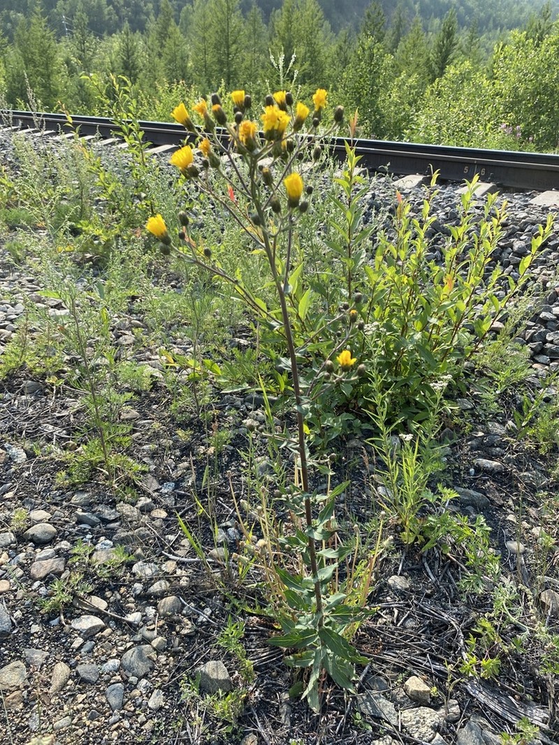 Hieracium tunguskanum