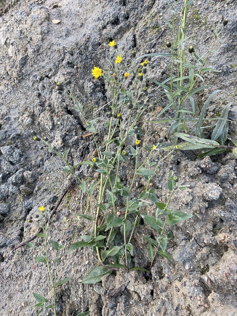 Hieracium tunguskanum photo 2