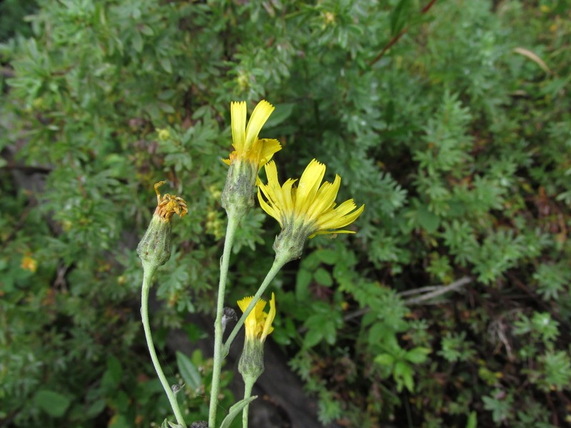 Hieracium tunguskanum photo 3