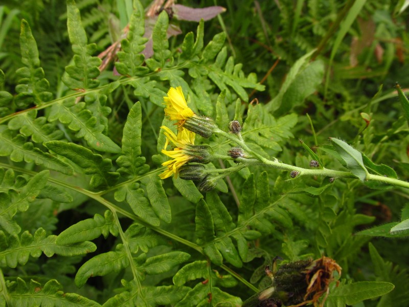 Hieracium tunguskanum photo 5