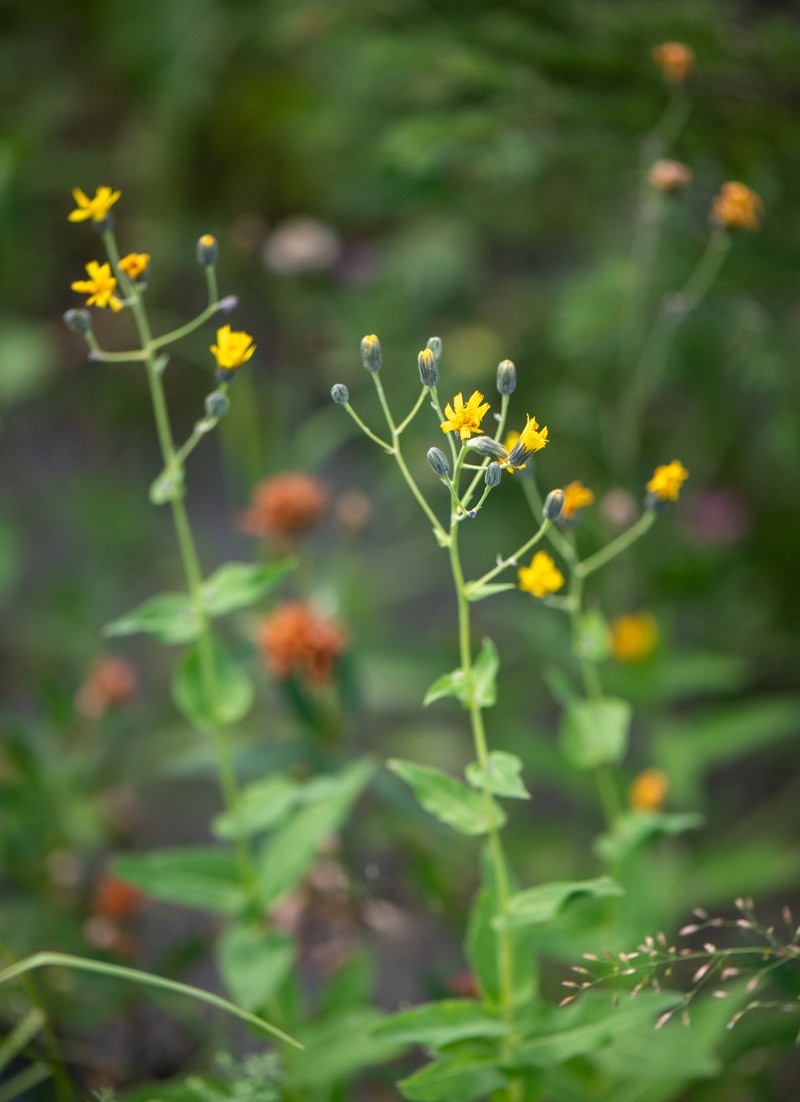 Hieracium tunguskanum photo 6