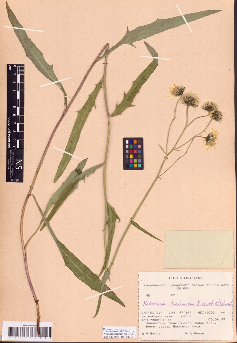 Hieracium tuvinicum