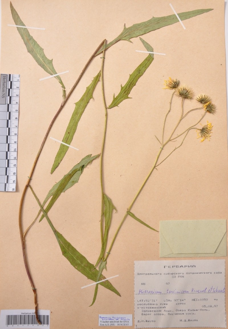 Hieracium tuvinicum photo 2