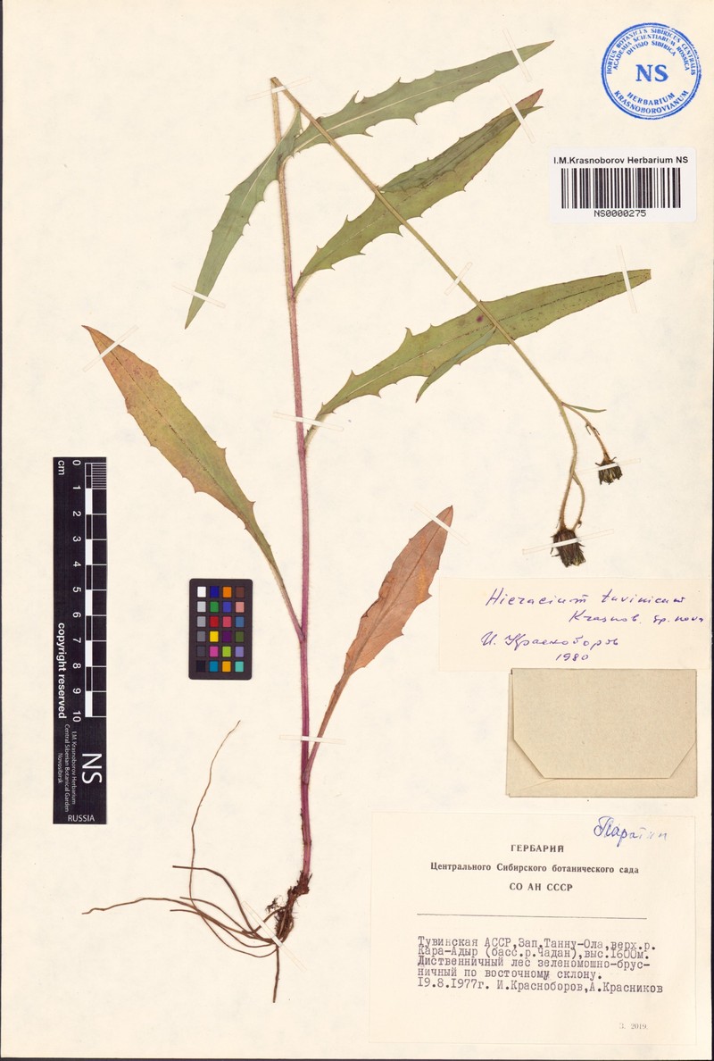 Hieracium tuvinicum photo 3