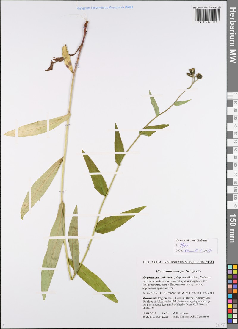 Hieracium ueksipii