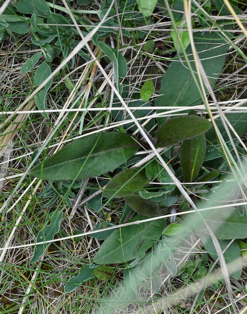 Hieracium uiginskyense