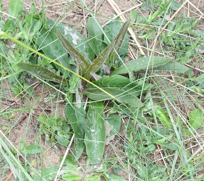 Hieracium uiginskyense photo 2