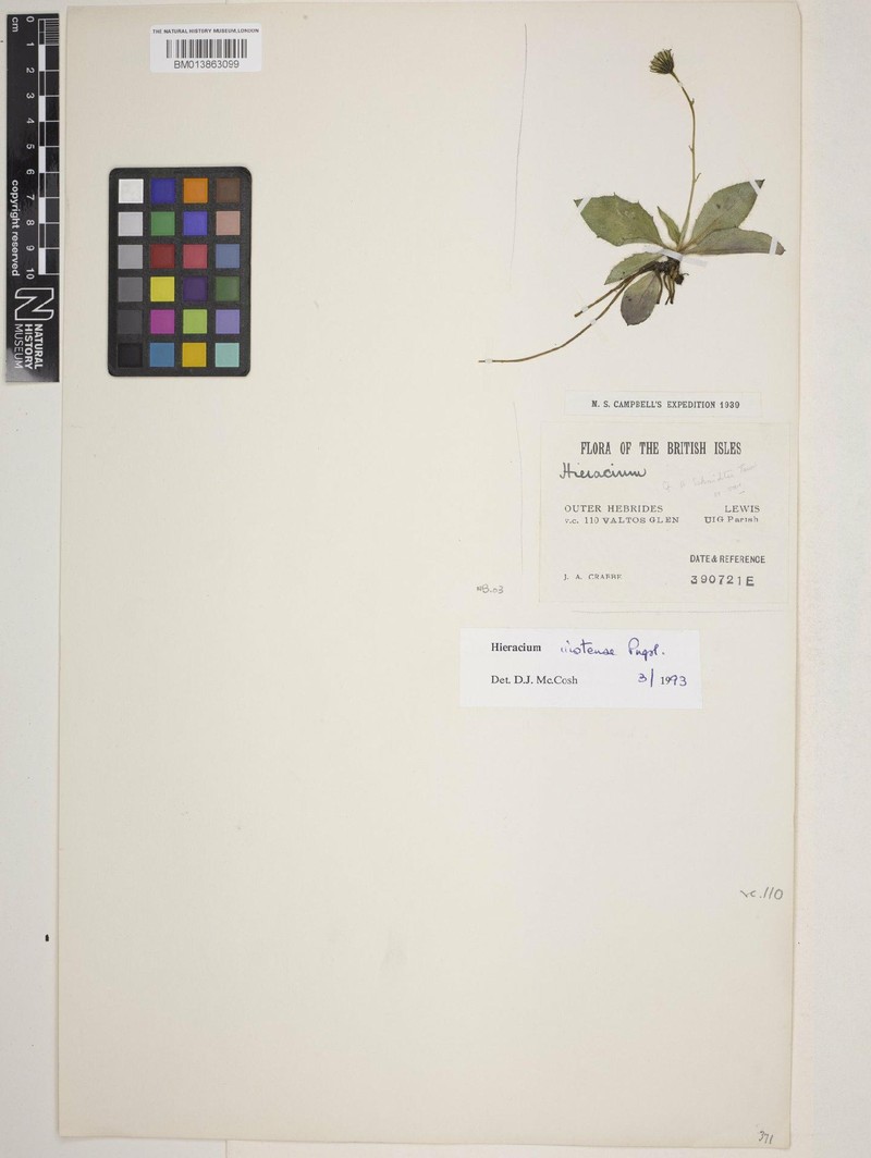 Hieracium uistense