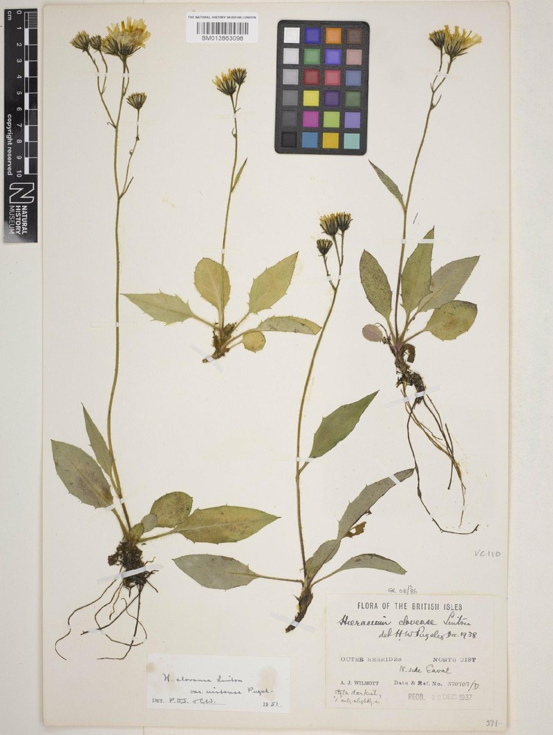 Hieracium uistense photo 2