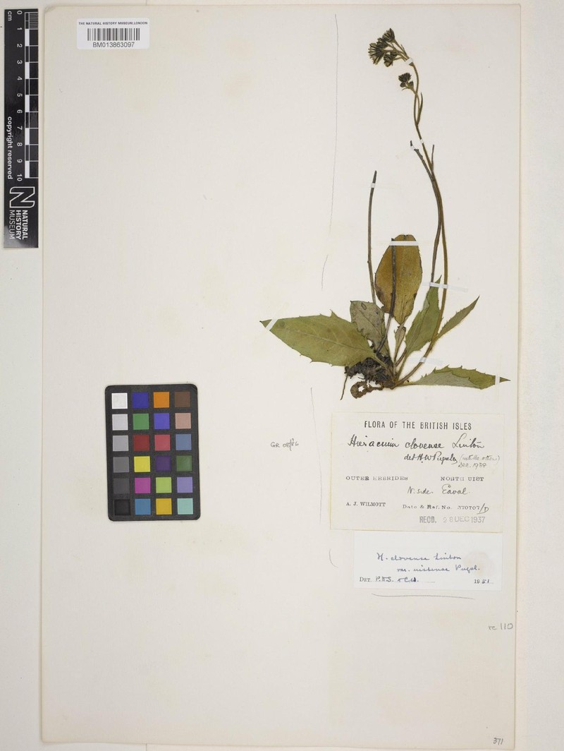 Hieracium uistense photo 3