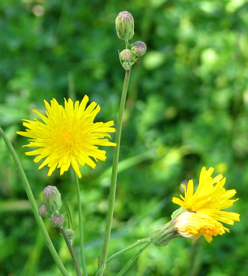 Narrowleaf Hawkweed photo 2