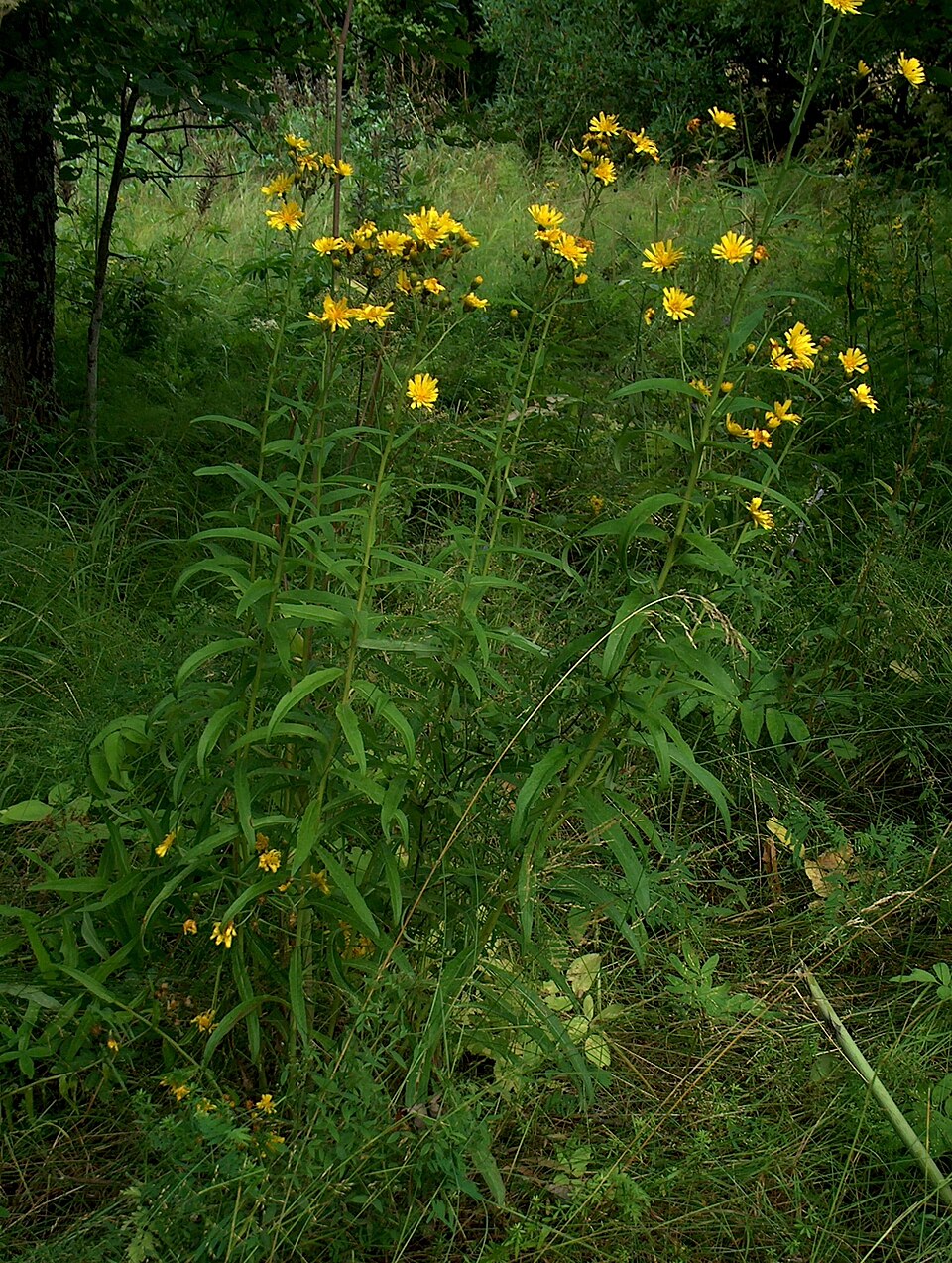Narrowleaf Hawkweed photo 4