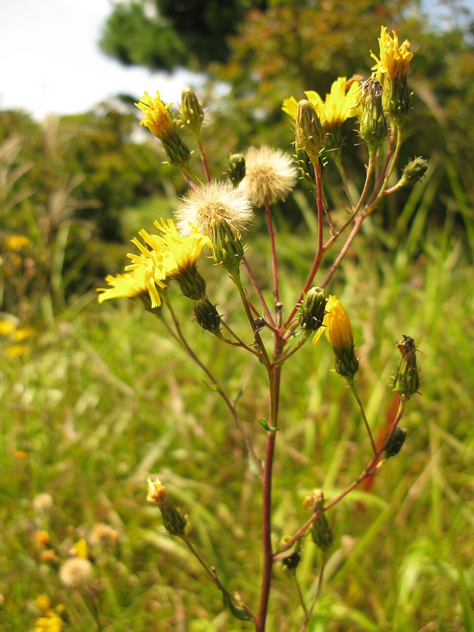 Narrowleaf Hawkweed photo 5