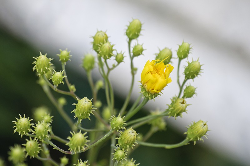 Narrowleaf Hawkweed photo 7
