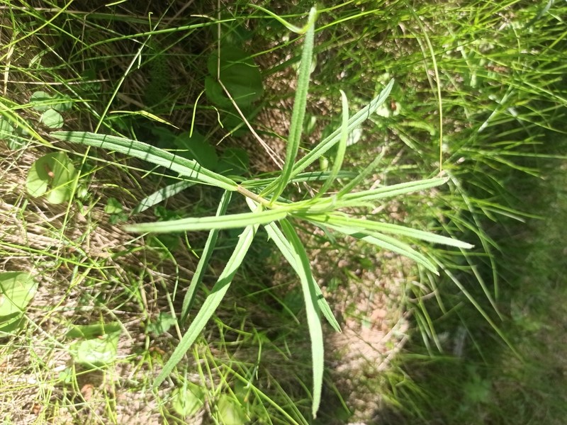 Narrowleaf Hawkweed photo 8