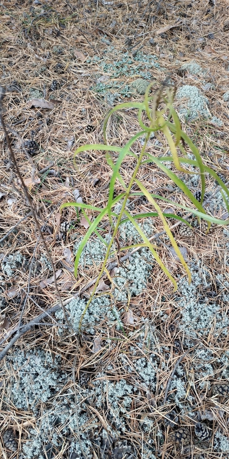 Narrowleaf Hawkweed photo 9