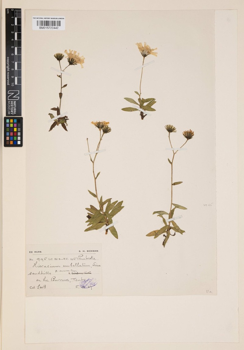 Hieracium umbellatum subsp. bichlorophyllum