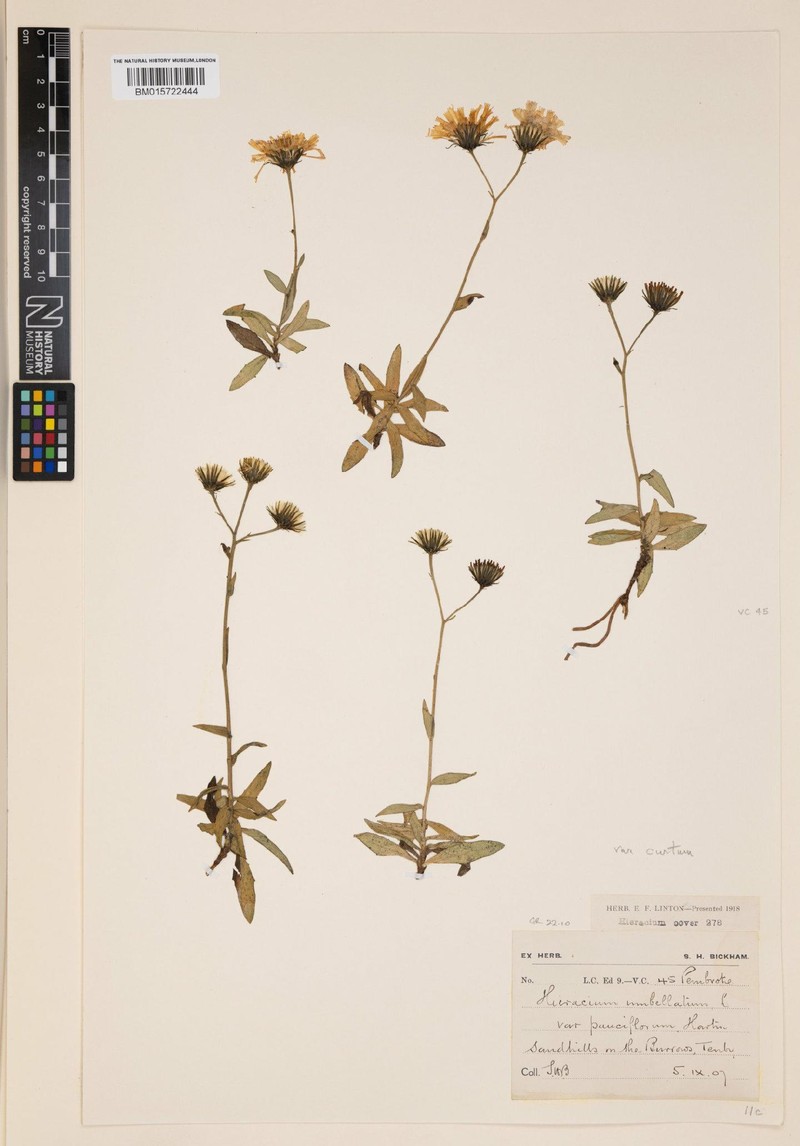 Hieracium umbellatum subsp. bichlorophyllum photo 2